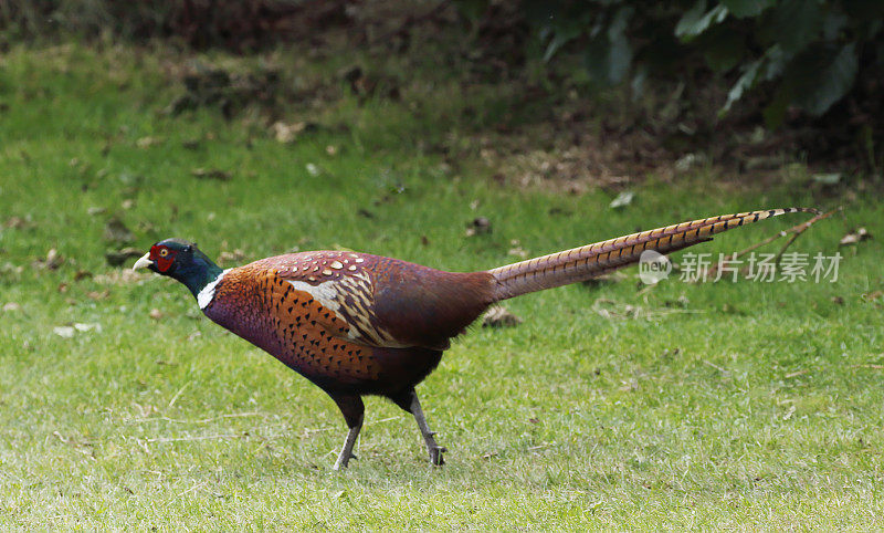 野鸡(Phasianus colchicus)男性